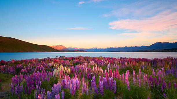 Morning sun lights up lupins growing next to Lake Tekapo, on New Zealand's South Island.