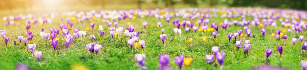 Closeup view of the spring flowers in the park. Crocus blossom on beautiful morning with sunlight in the forest in April