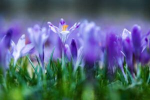 A lawn covered purple flowers of crocuses