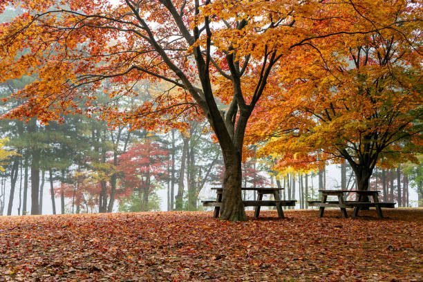 autumn forest