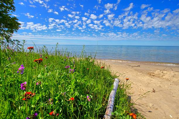 JuneB Summer wildflowers bloom on the shores of a sandy Lake Michigan beach in the Hiawatha National Forest in Brevoort, Michigan.