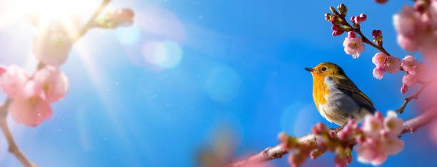 abstract art beautiful morning Spring landscape floral background; Springtime Blossom Cherry tree flower and robin bird