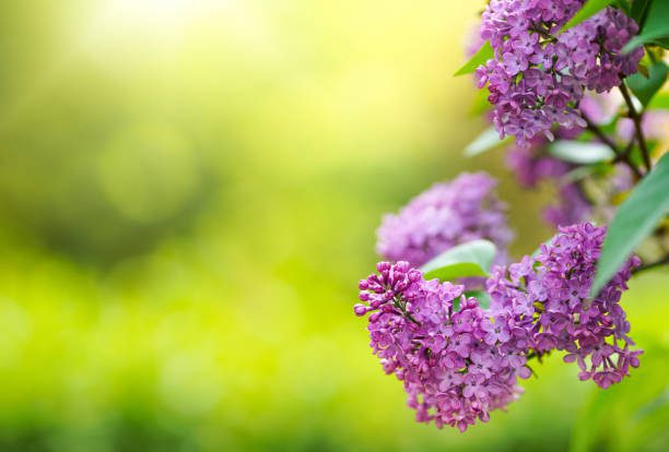 Blossoming purple lilacs in the spring.
